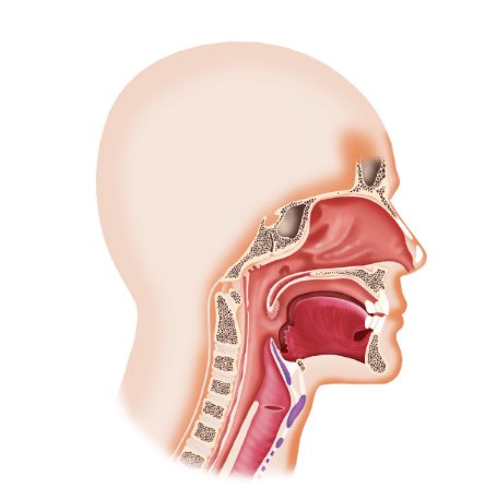 喉の図解