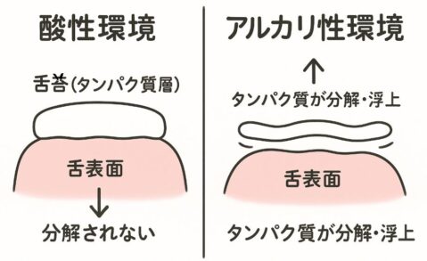 アルカリイオン水が舌苔を溶かす仕組み 図解