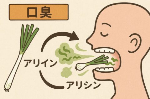 ネギ口臭の説明イラスト図
