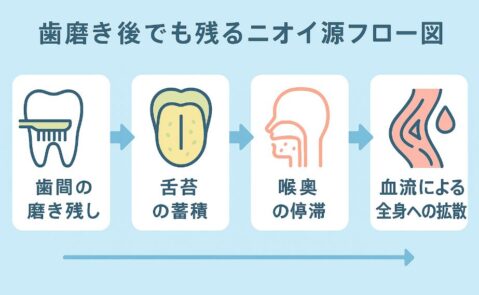 歯磨き後でも残るニオイ源フロー図：歯間の磨き残し→舌苔の蓄積→喉奥の停滞→血流による全身拡散