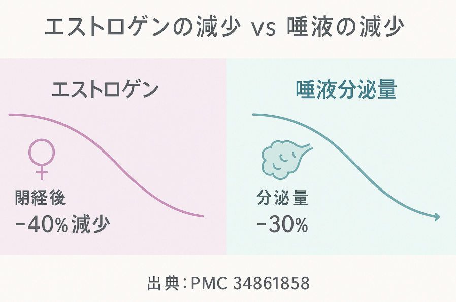 エストロゲンと唾液分泌量の減少を示す図解。閉経後にエストロゲンが約40％減少し、唾液分泌量も約30％減少することをグラフで比較。出典：PMC 34861858