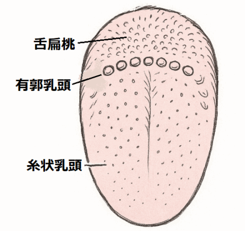 舌扁桃は小さなブツブツが広く分布し、境目に米粒状の有郭乳頭が横弓状に一列に並ぶ図解