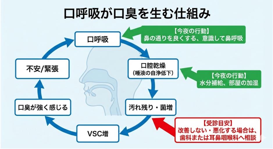 口呼吸が口臭を引き起こす悪循環の図解。口呼吸による口腔内の乾燥、唾液の自浄作用低下、菌の増殖、VSC（口臭原因物質）の増加、そして不安によるさらなる口呼吸へのつながりを説明しています。