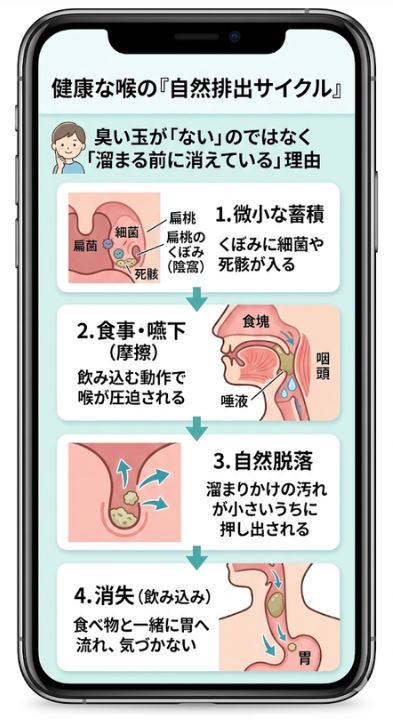 健康な喉で起きている臭い玉の自然排出サイクルの仕組み