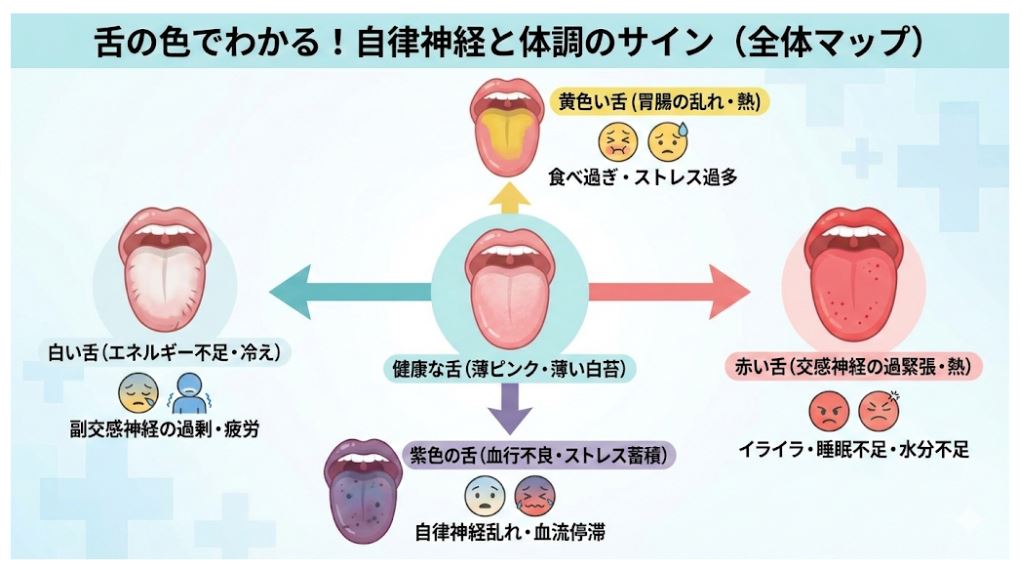 自律神経失調症による舌の色の変化(白・黄・赤・紫)と健康な舌を比較した図解。エネルギー不足、ストレス過多、交感神経の緊張、血行不良など、色ごとの原因と見分け方をまとめています。