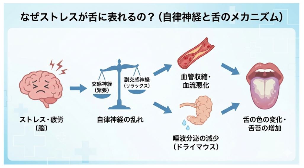 ストレスや疲労が脳から自律神経に伝わり、血管収縮による血流悪化や唾液分泌の減少(ドライマウス)を引き起こして、舌の色や苔の変化を招く仕組みを説明するフローチャート。