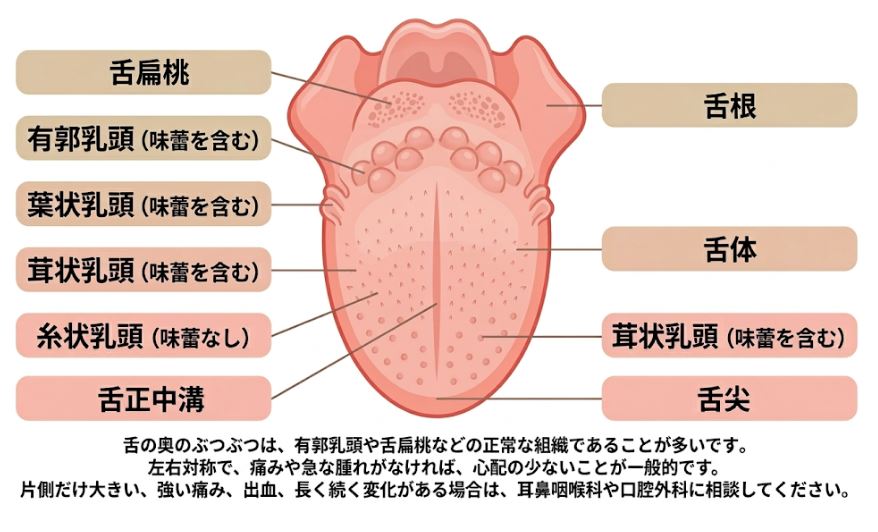 日本語のラベルが付いた舌の上面図。舌扁桃、有郭乳頭、葉状乳頭、茸状乳頭、糸状乳頭、舌正中溝、舌根、舌体、舌尖の位置を示す解剖図